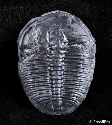 Loose / inch Elrathia Kingii Trilobite #3037